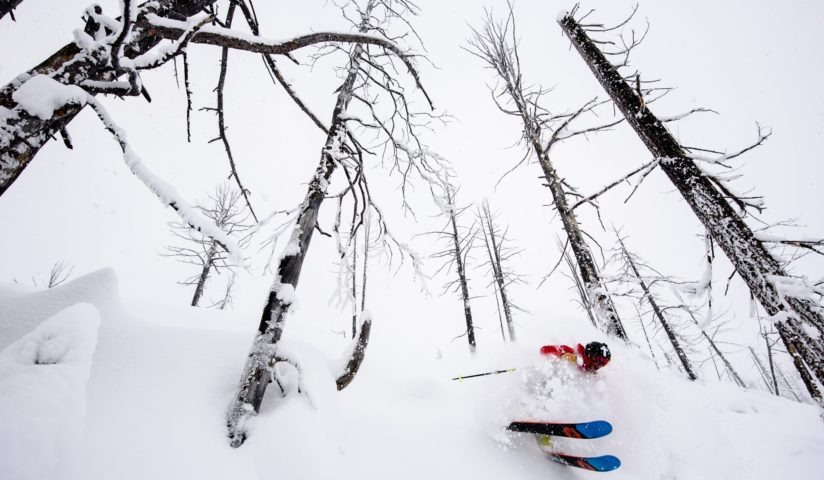 heli-skiing on snowy day in burnt trees